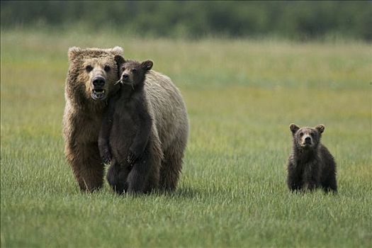 大灰熊,棕熊,女性,两个,一岁,幼兽,莎草,卡特麦国家公园,阿拉斯加