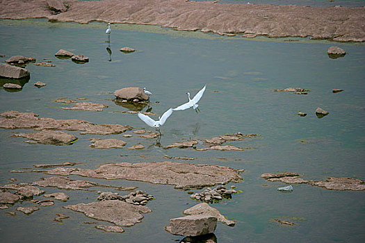 2006年重庆百年一遇的特大旱灾,嘉陵江因旱已露出古河床,一群白鹭在喝水