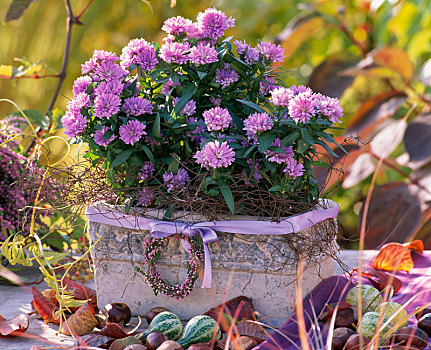 紫苑属,平滑,叶子,石头,盒子