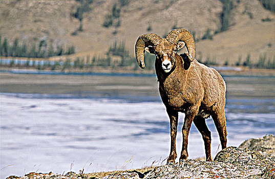 大角羊,公羊,艾伯塔省,加拿大