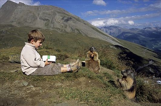 淘气,阿尔卑斯山土拨鼠,旱獭,孩子,野餐,土拨鼠