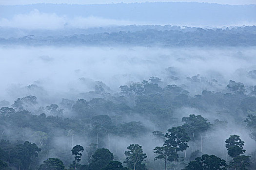 雾气,上方,热带雨林,喀麦隆