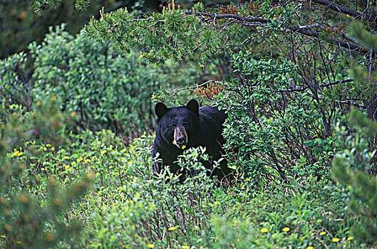 黑熊,许多,不同,栖息地,不列颠哥伦比亚省,加拿大