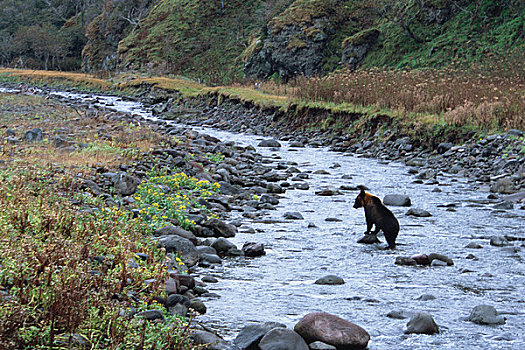 棕熊,河边
