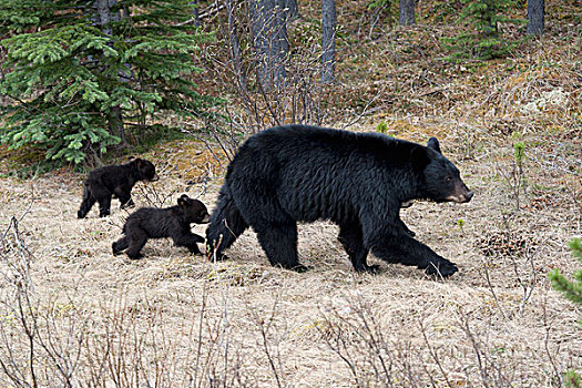 两个,黑熊,幼兽,跟随,母亲,碧玉国家公园,艾伯塔省,加拿大