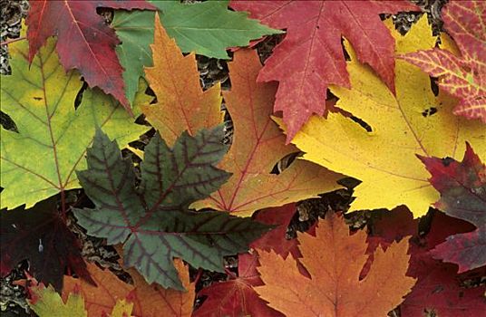 秋天,色彩,枫叶,佛蒙特州,新英格兰,美国