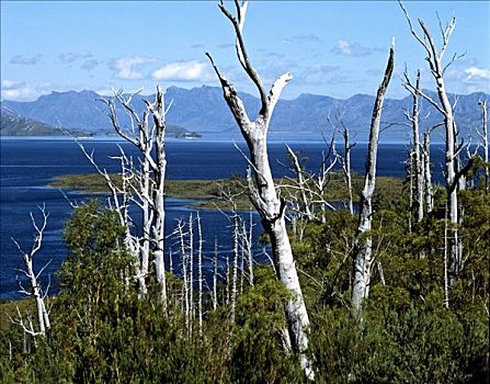 枯木,湖,水库,塔斯马尼亚,澳大利亚