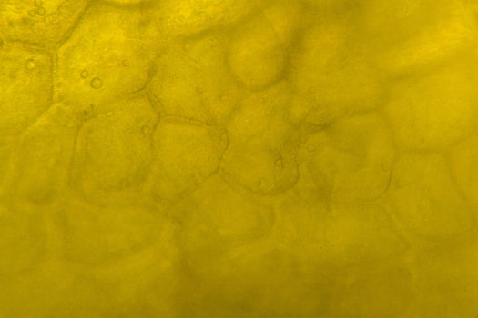 黄椒,显微镜