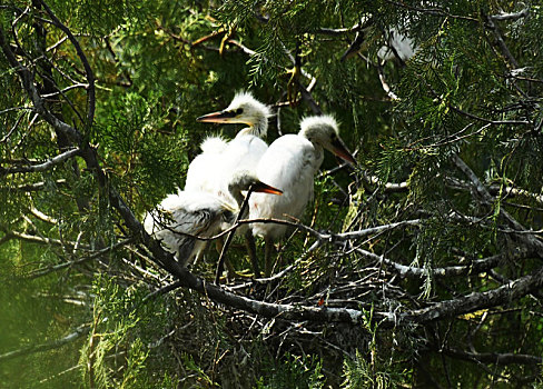 山东省枣庄市山亭区岩马湖畔树林中栖息的白鹭