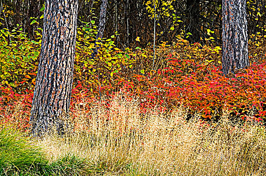 秋天,草,红色,松树,树干,金银花,桦树,活泼,安大略省,加拿大