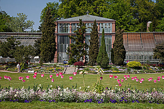 植物,展示,房子,植物园,卡尔斯鲁厄,巴登符腾堡,德国,欧洲