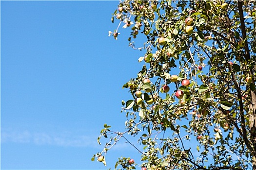 树,成熟,黄色,红苹果,蓝天
