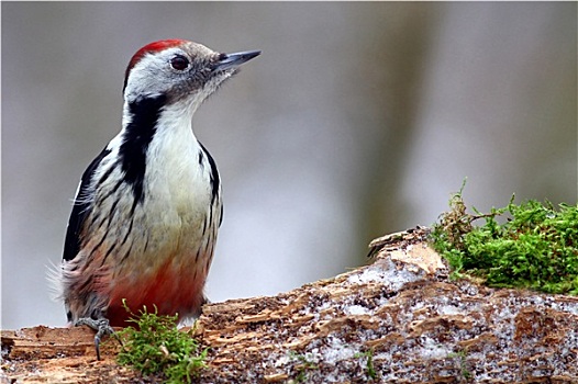 啄木鳥屬,野生動物