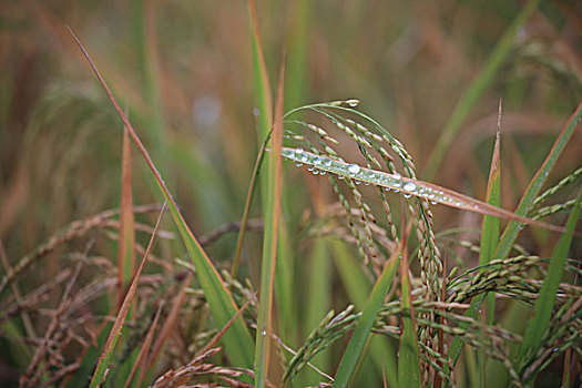 田野