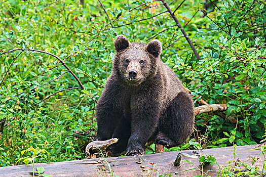 欧洲,棕熊,幼兽,坐在树上,树干,巴伐利亚,德国