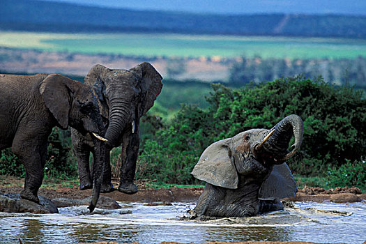 非洲,南非,阿多大象国家公园,大象,玩,水边,洞