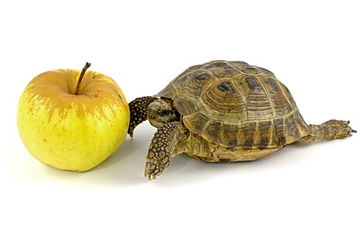 龟,黄色,苹果