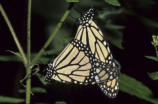 黑脉金斑蝶,帝王蝴蝶,米却阿肯州,墨西哥