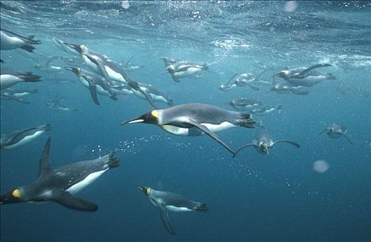 帝企鹅,群,水下,外滨,麦夸里岛,澳大利亚