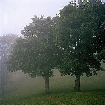 树,雾,比利牛斯山脉