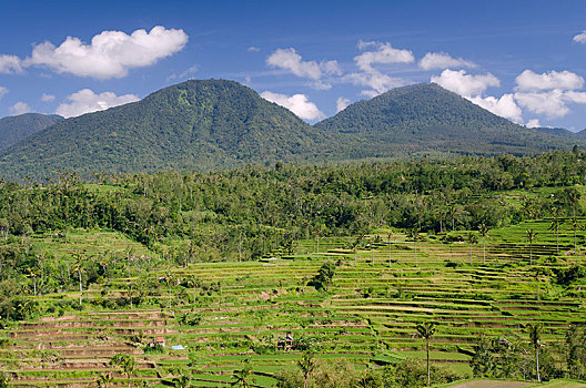 稻米梯田,风景,巴厘岛,印度尼西亚,亚洲