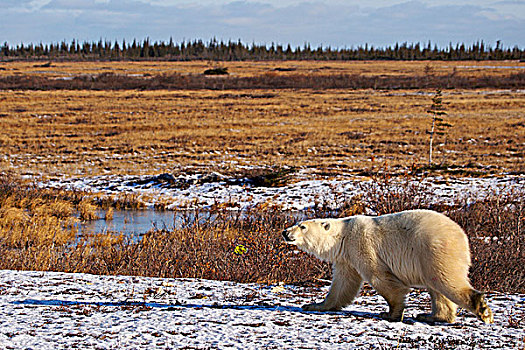 北极熊,靠近,露营,哈得逊湾,丘吉尔市,曼尼托巴,加拿大
