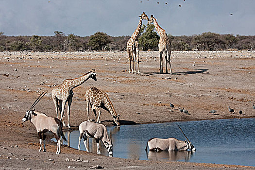 纳米比亚,埃托沙国家公园,长角羚羊,长颈鹿,水坑