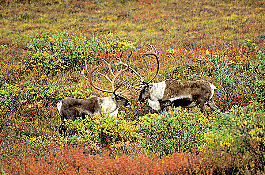 对手,成年,北美驯鹿,雄性动物,驯鹿属,打斗,秋天,阿拉斯加,美国