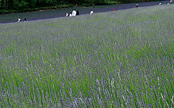 日本北海道薰衣草花海