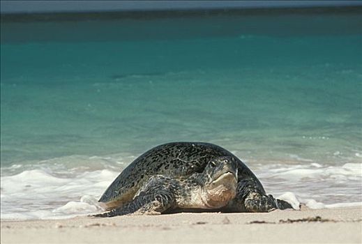 绿海龟,龟类,出现,水,夏威夷