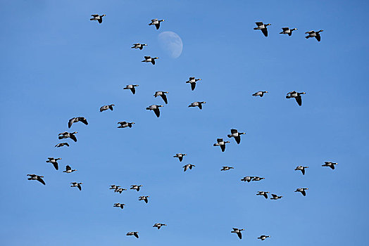 白额黑雁,鸟群,飞,正面,蓝天,北海,海岸,北方,弗里斯兰省,石荷州,德国,欧洲