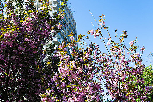 粉色,花,树,城市公园