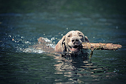 魏玛犬,狗,游泳