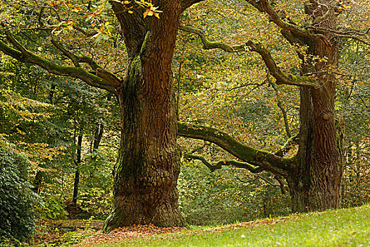 橡树,秋天,卡罗维发利,德国,欧洲