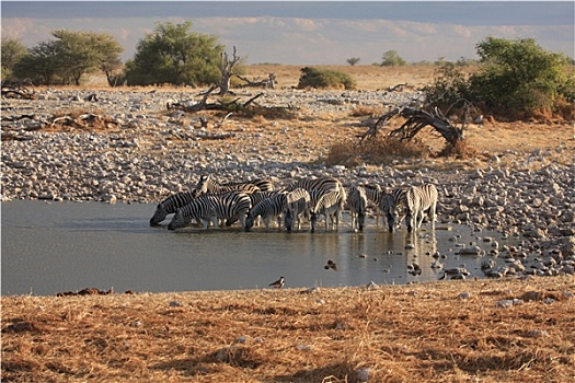斑马,纳米比亚