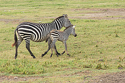 诞生,摄影,侧视图,恩戈罗恩戈罗,保护区,坦桑尼亚