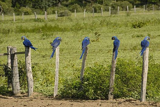 紫蓝金刚鹦鹉,群,柱子,潘塔纳尔,巴西,南美