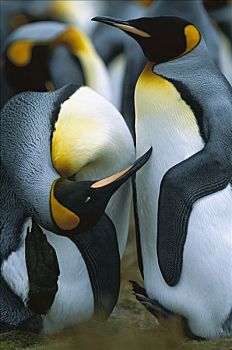 帝企鹅,一对,一个,企鹅,挠,头部,福克兰群岛