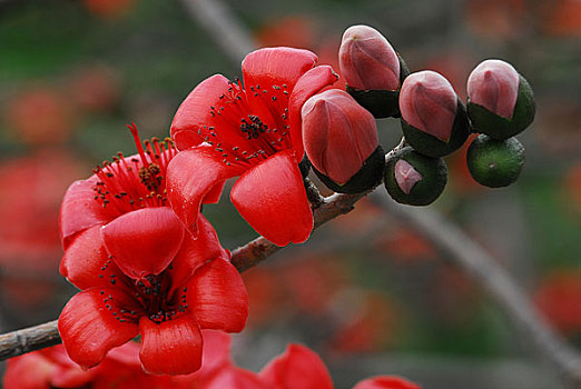 广州市花红棉花特写