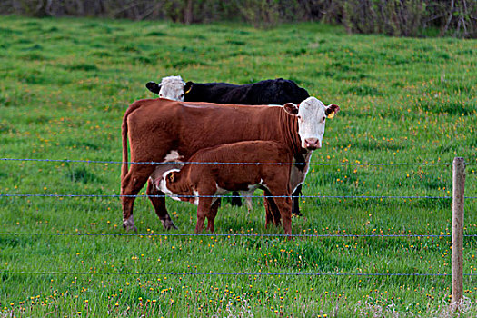 母牛,哺乳,幼兽,草场,北方,艾伯塔省,加拿大