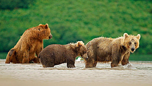 棕熊,女性,幼兽,河,堪察加半岛,俄罗斯,欧洲