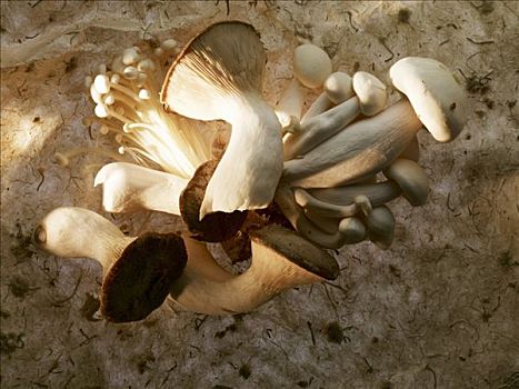 杏鲍菇,金针菇,白色,山毛榉,蘑菇