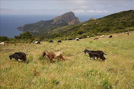 山羊,放牧,草场,科西嘉岛,岛屿,法国,欧洲
