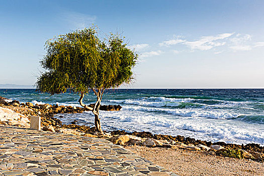 扭曲,柳树,石头,正面,汹涌,海浪,地中海,塞浦路斯