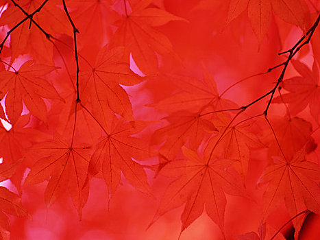 枫树,红色