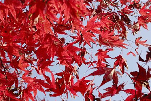 美好,红色,秋叶,鸡爪枫,槭树科