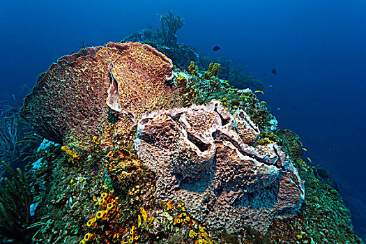珊瑚礁,巨大,海绵,小,多巴哥岛,斯佩塞德,特立尼达和多巴哥,小安的列斯群岛,加勒比海