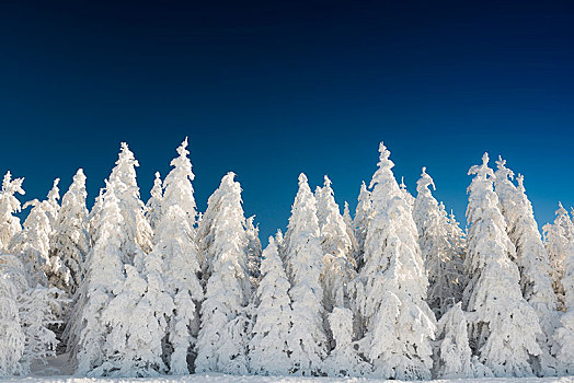 冬季风景,积雪,冷杉,布赖施高,巴登符腾堡,德国,欧洲