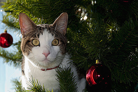 特写,猫,圣诞树