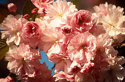 粉色,樱花,花,樱桃属